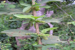 Atylosia scarabaeoides